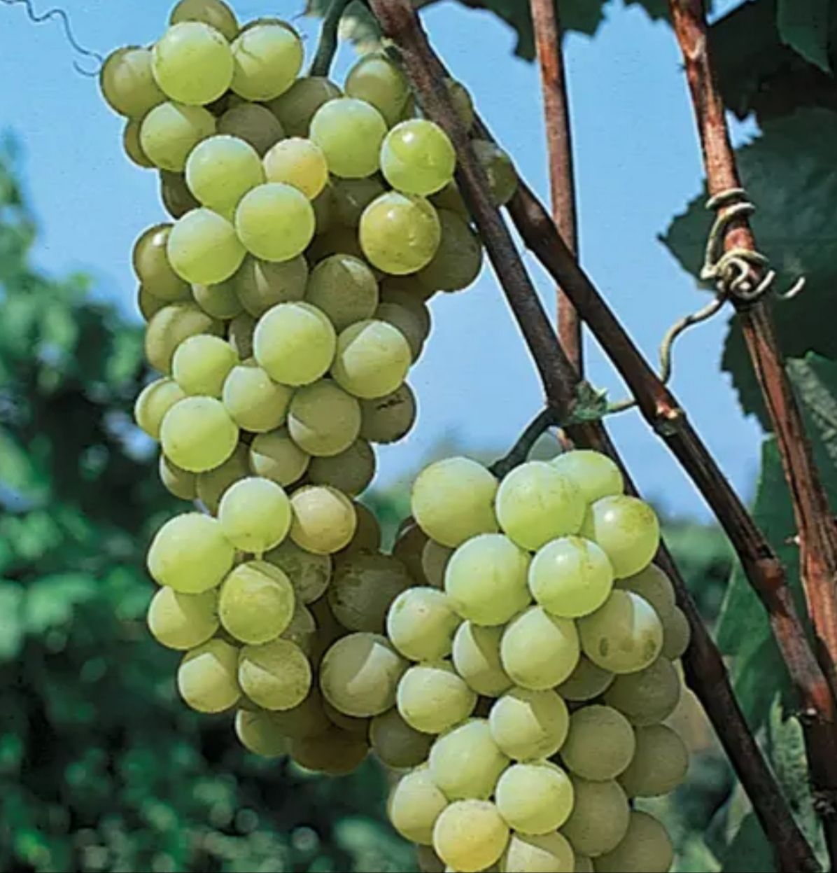 Clusters of pale green grapes hanging on a vine against a blue sky