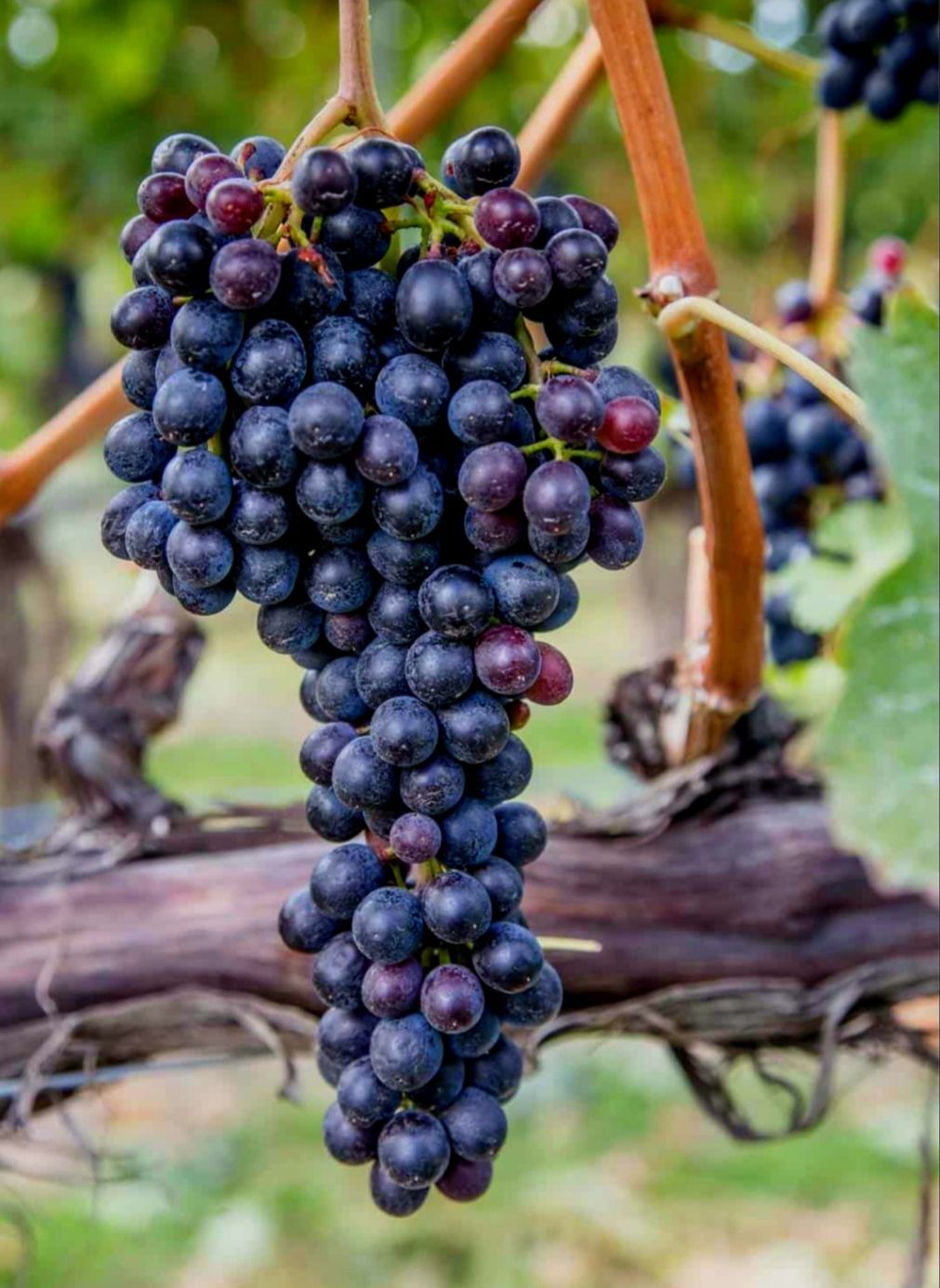 Cluster of dark purple grapes hanging on a vine in a vineyard