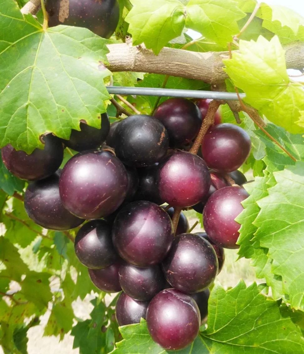 Cluster of ripe purple grapes hanging on a vine with green leaves
