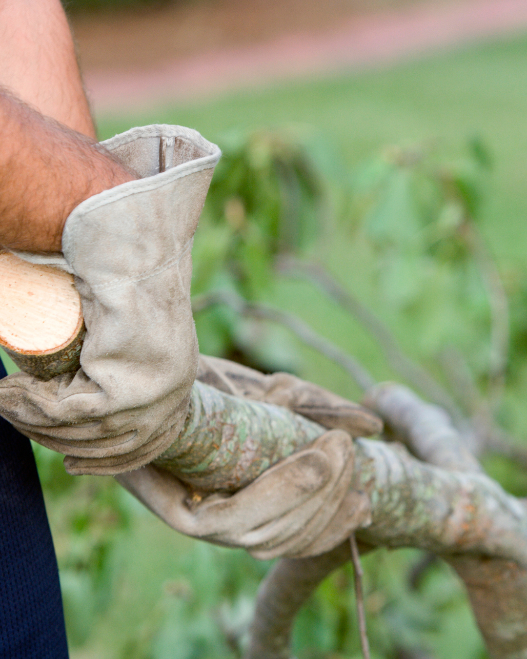 Gloved hands pruning a tree branch in a garden