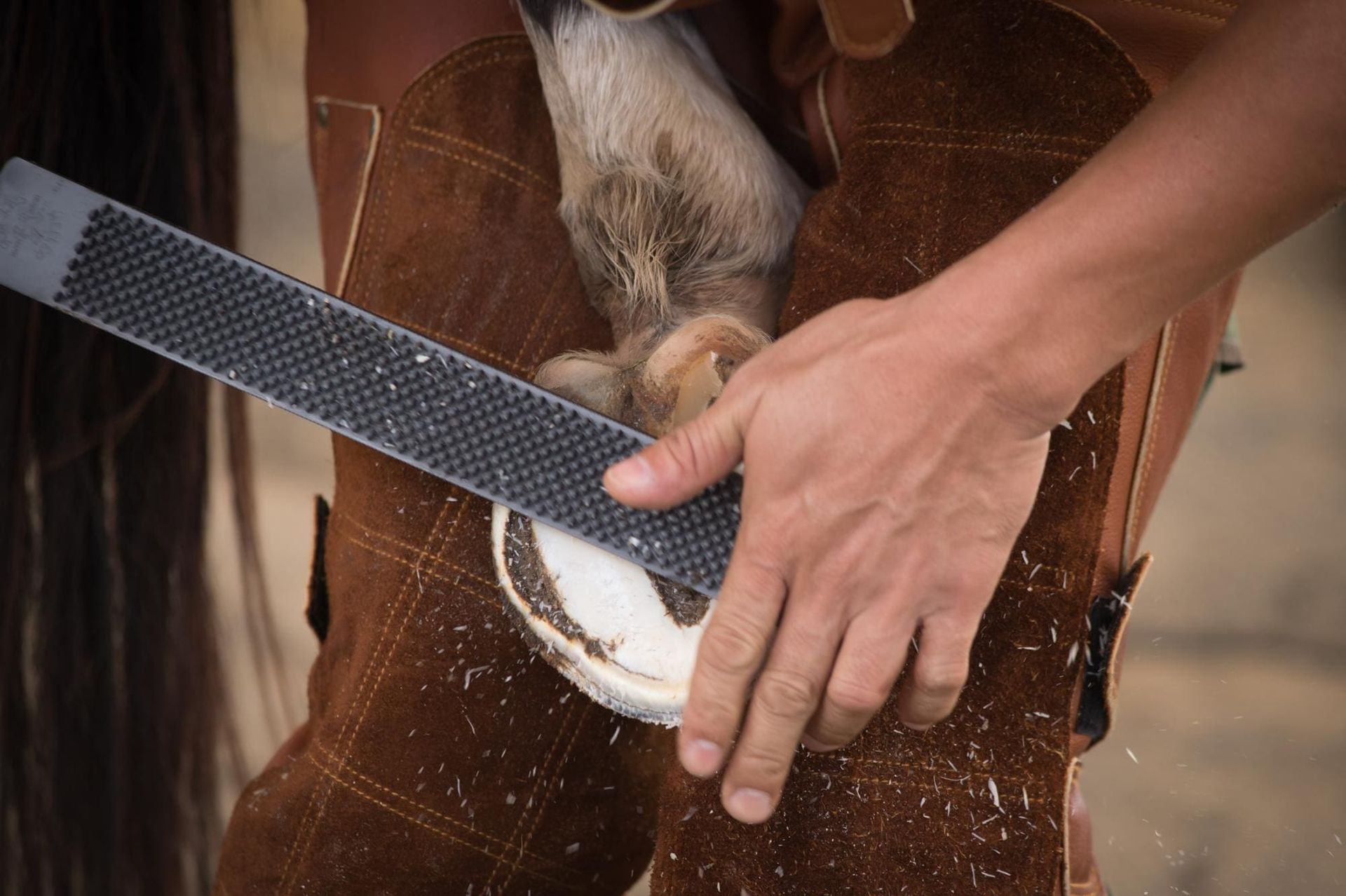 Benefits of Regular Hoof Trimming