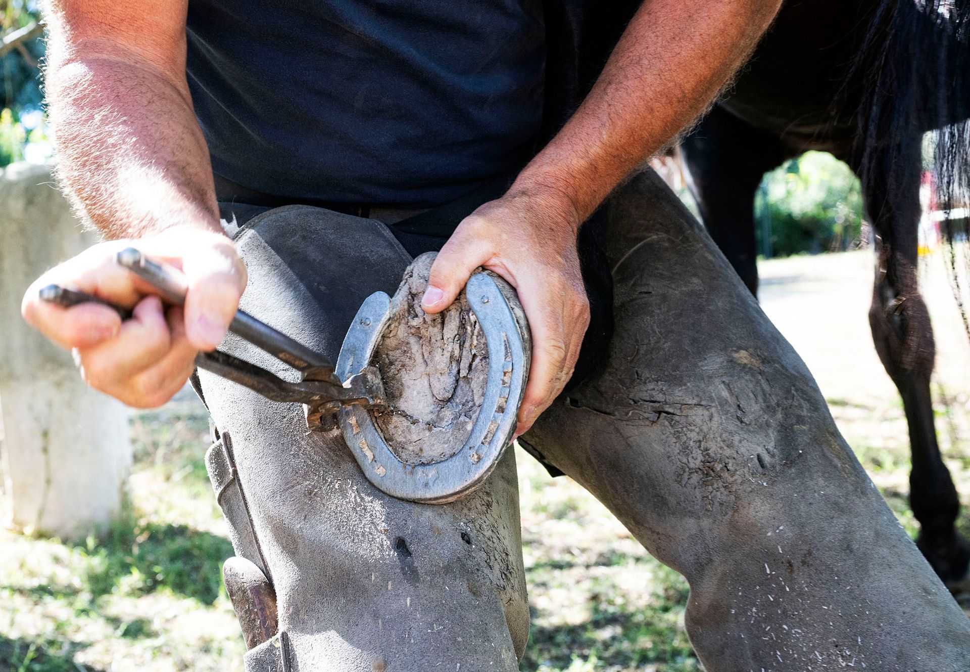 Horse Shoeing Services Canyon County