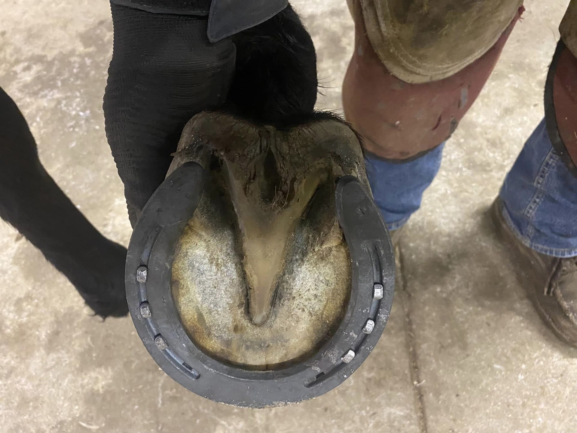 Horse Shoeing Professionals near me