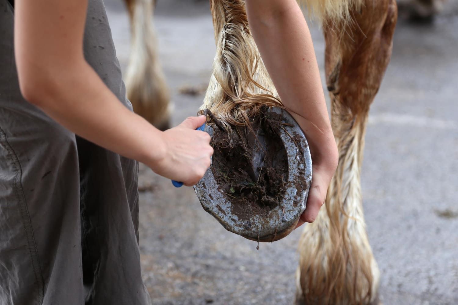 benefits of corrective horseshoeing
