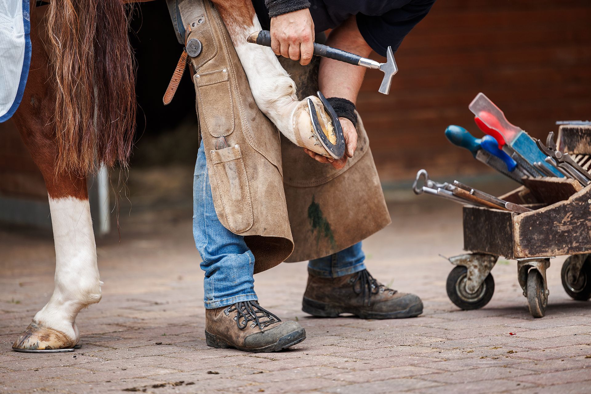 Equine Consultation for Hoof Care Idaho