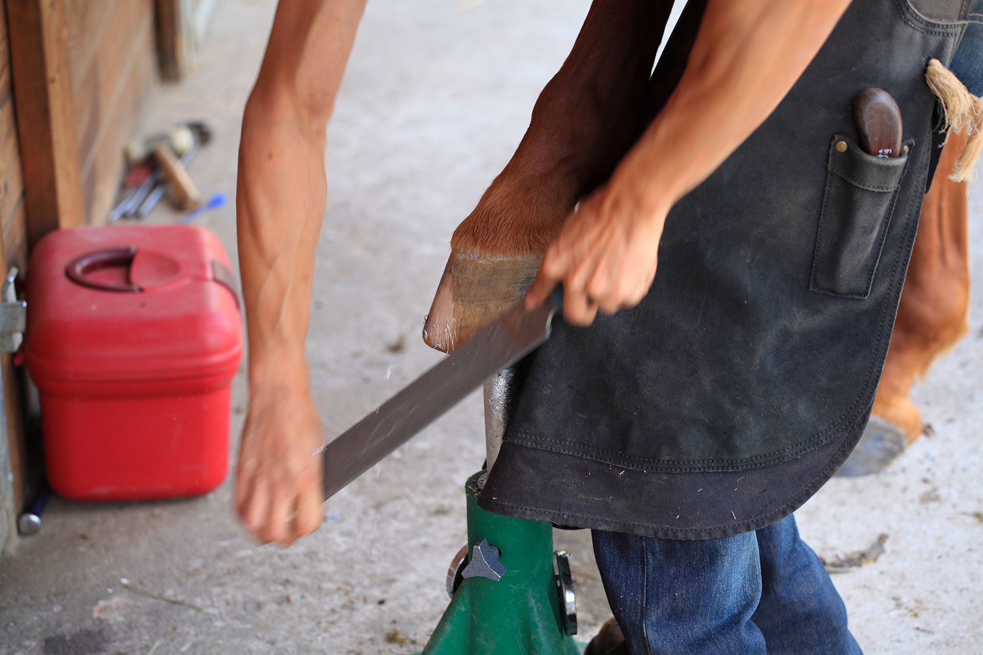 Expert Hoof Trimming for Horses Idaho