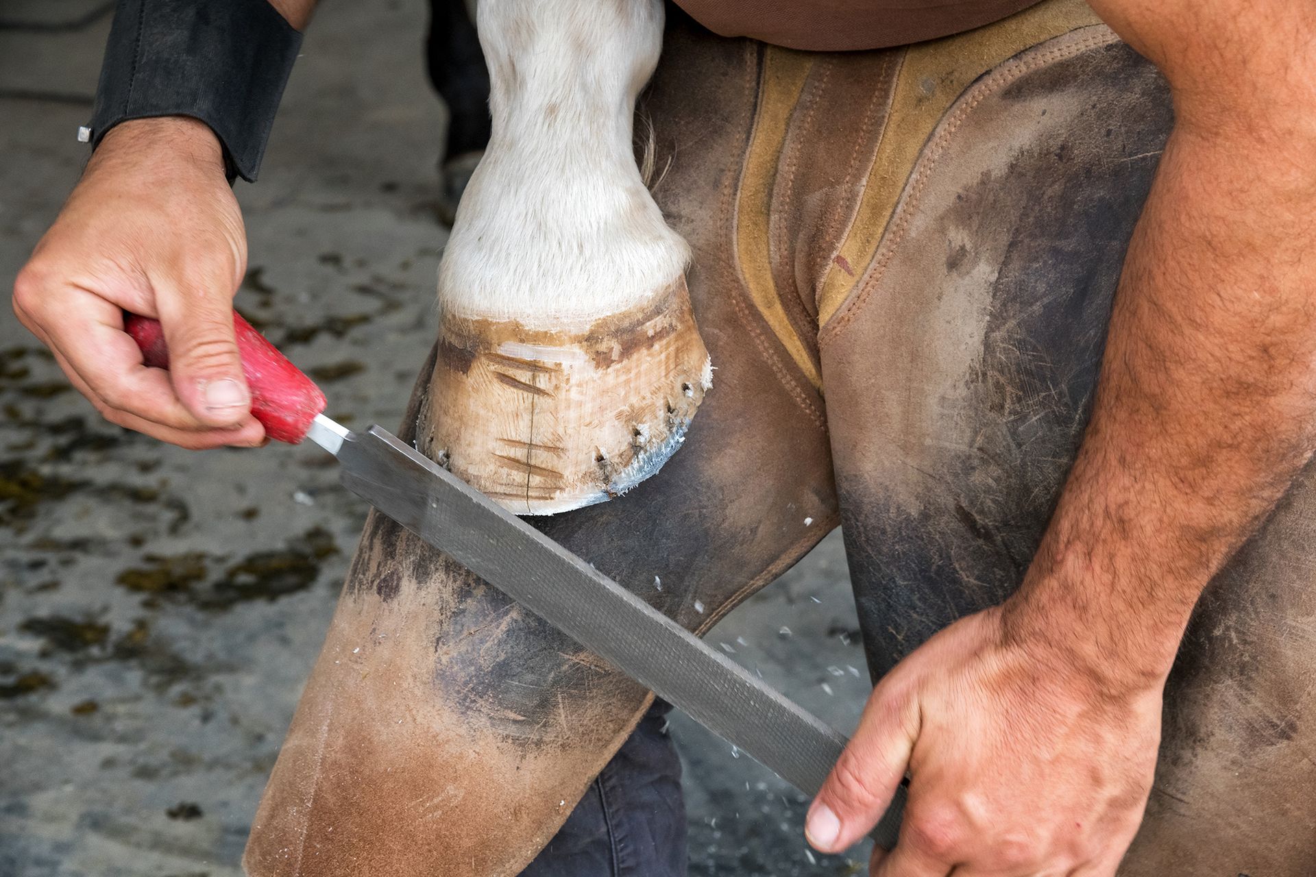 Hoof Trimming Idaho