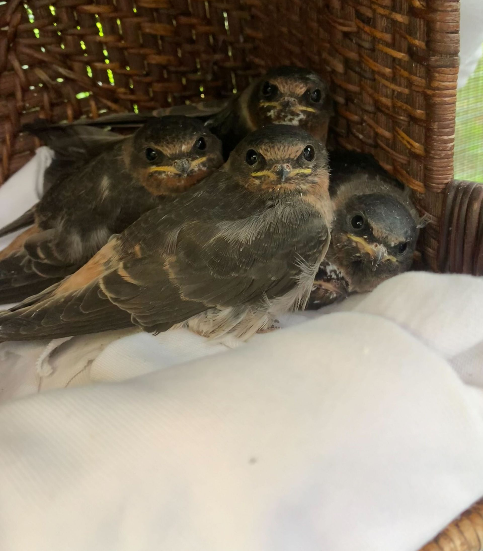 cliff swallows