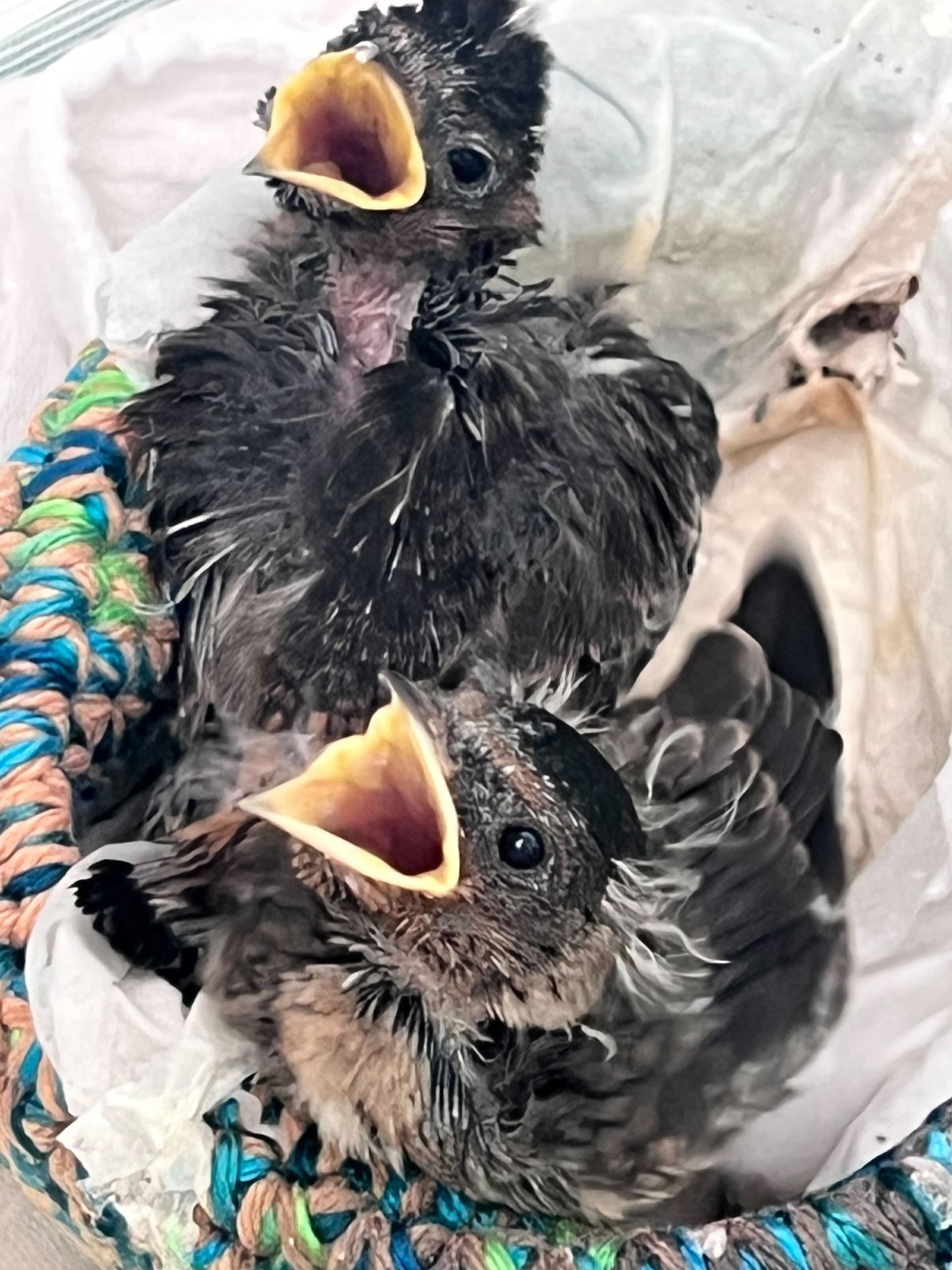 cliff swallows