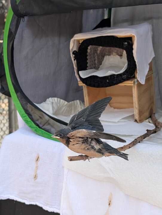 cliff swallows