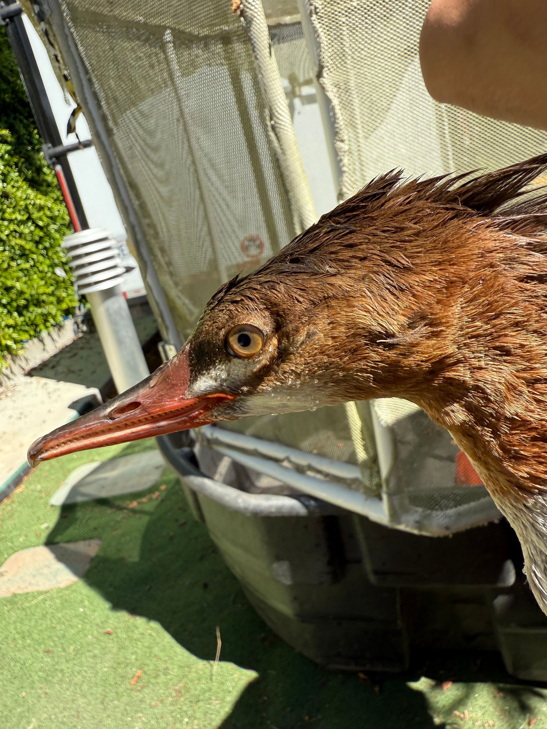common merganser