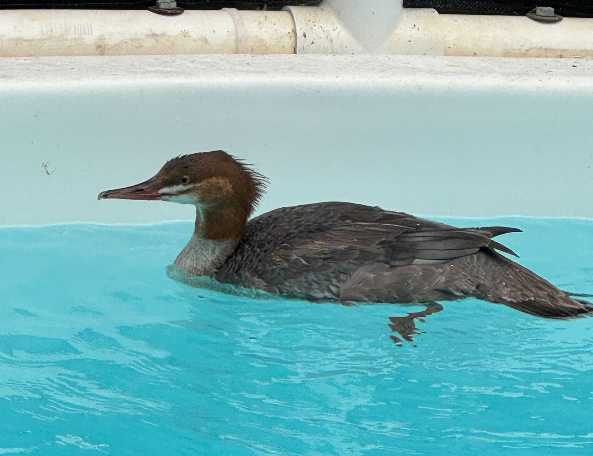 common merganser