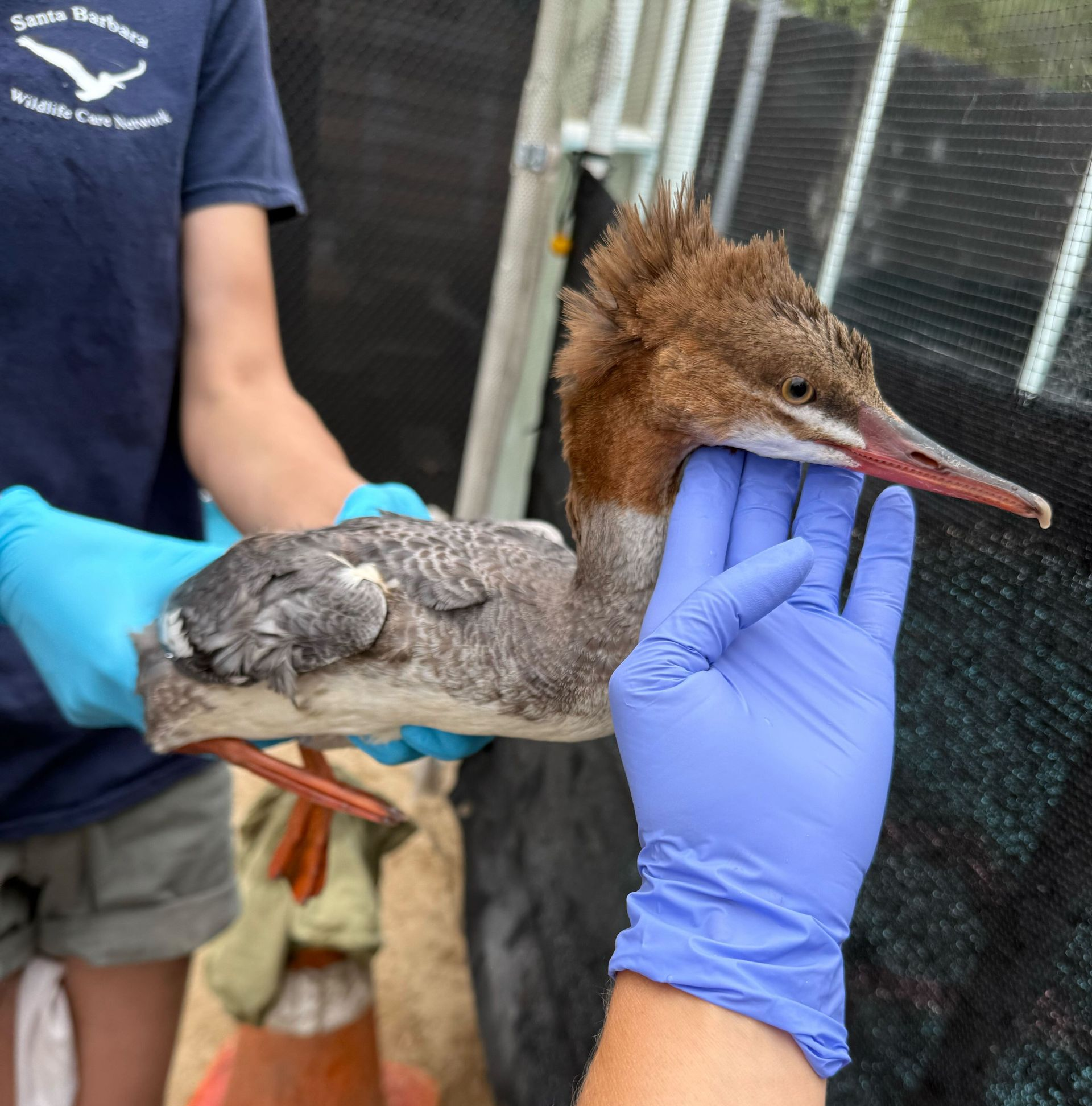 common merganser