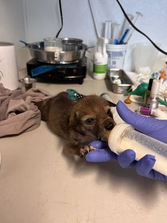 Small coyote being bottle-fed by a gloved hand