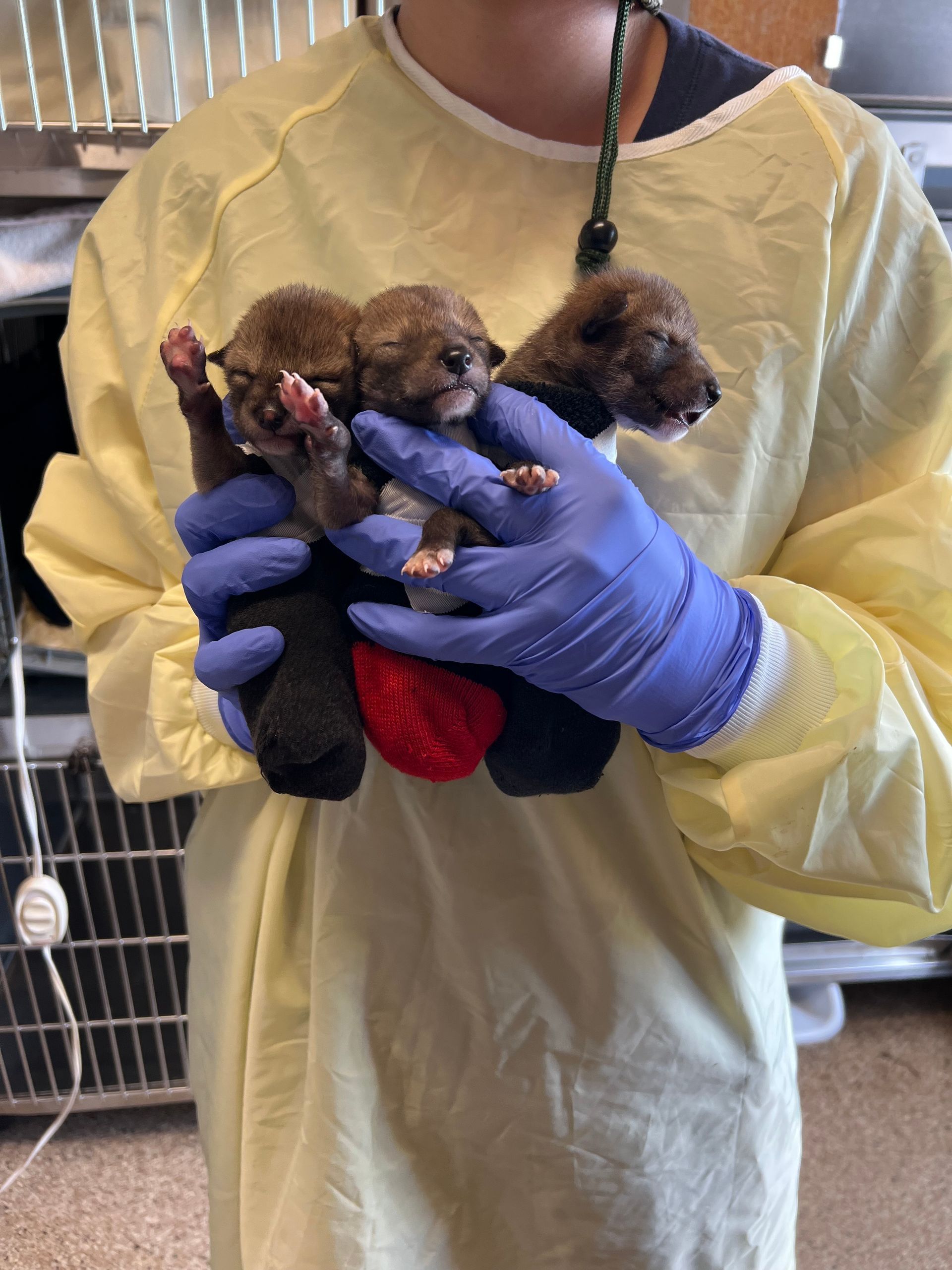 Person in blue gloves holding three tiny coyote pups