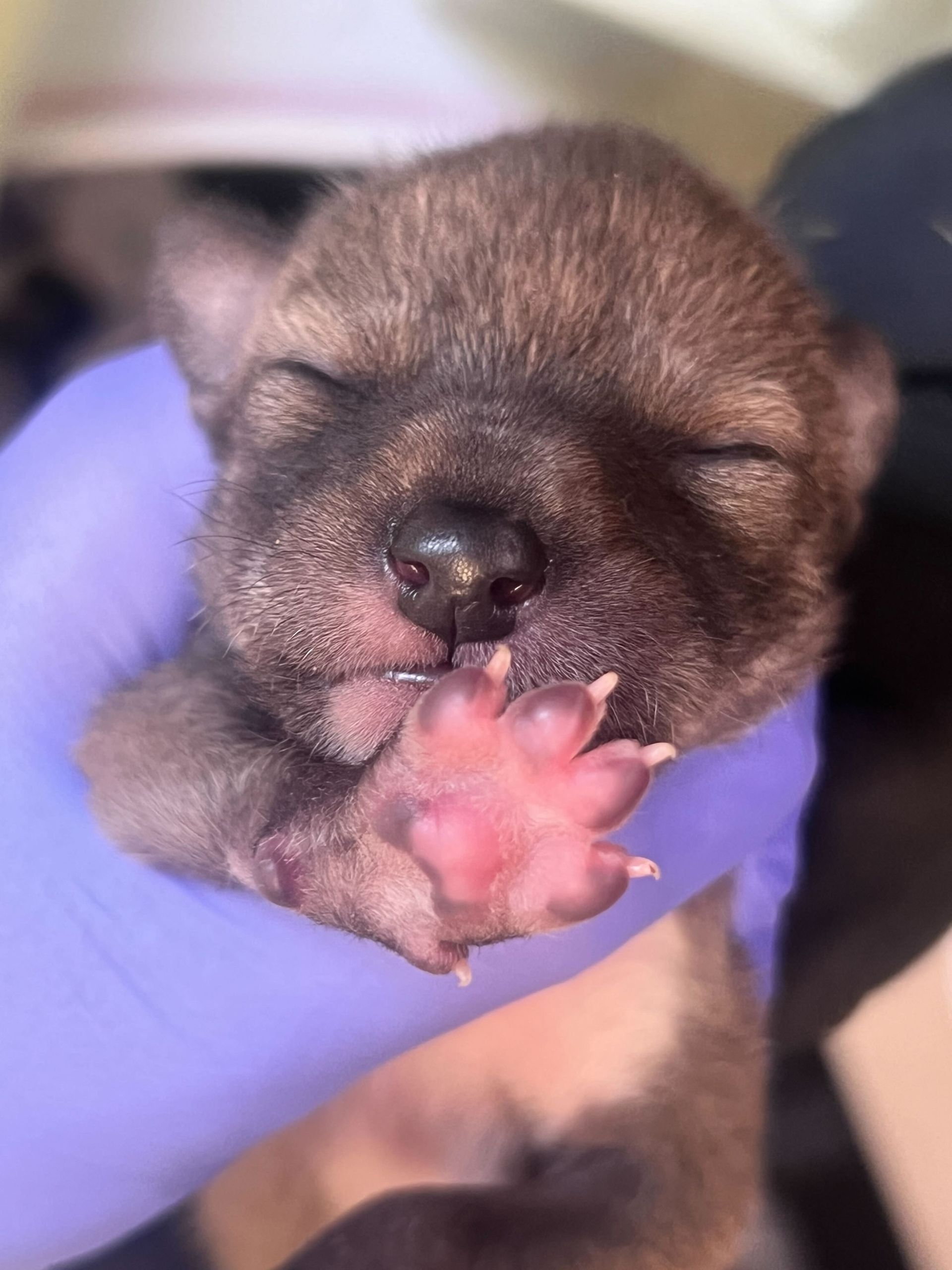 Sleeping newborn coyote being held in a purple glove, with tiny pink paws visible.