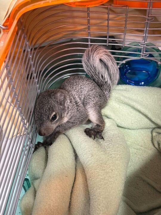 Gray squirrel curled on a green blanket inside a cage, next to a blue dish.