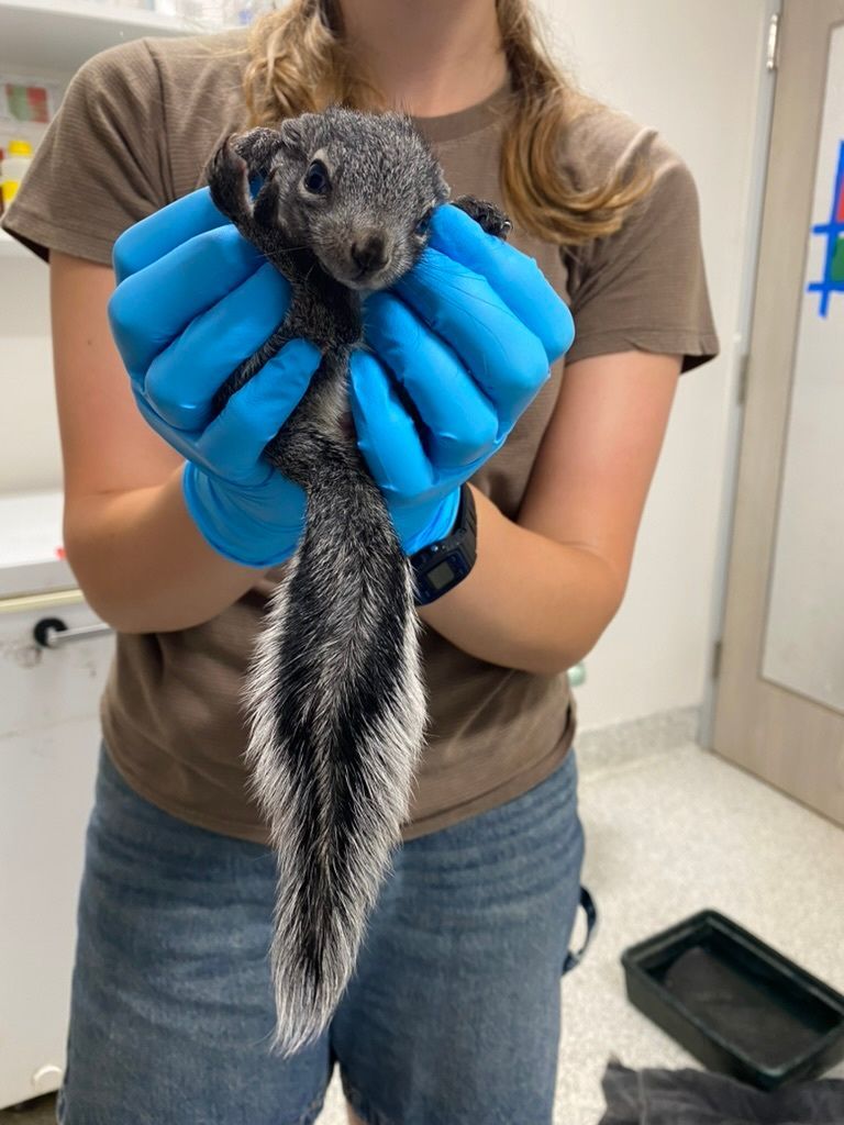 Gloved person holding a grey squirrel