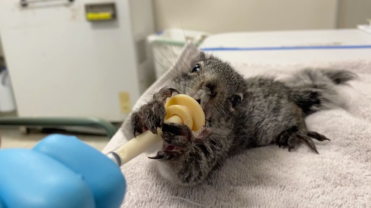grey squirrel sucking formula from a syringe