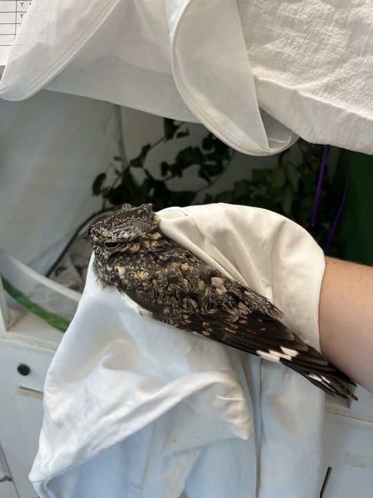 lesser nighthawk