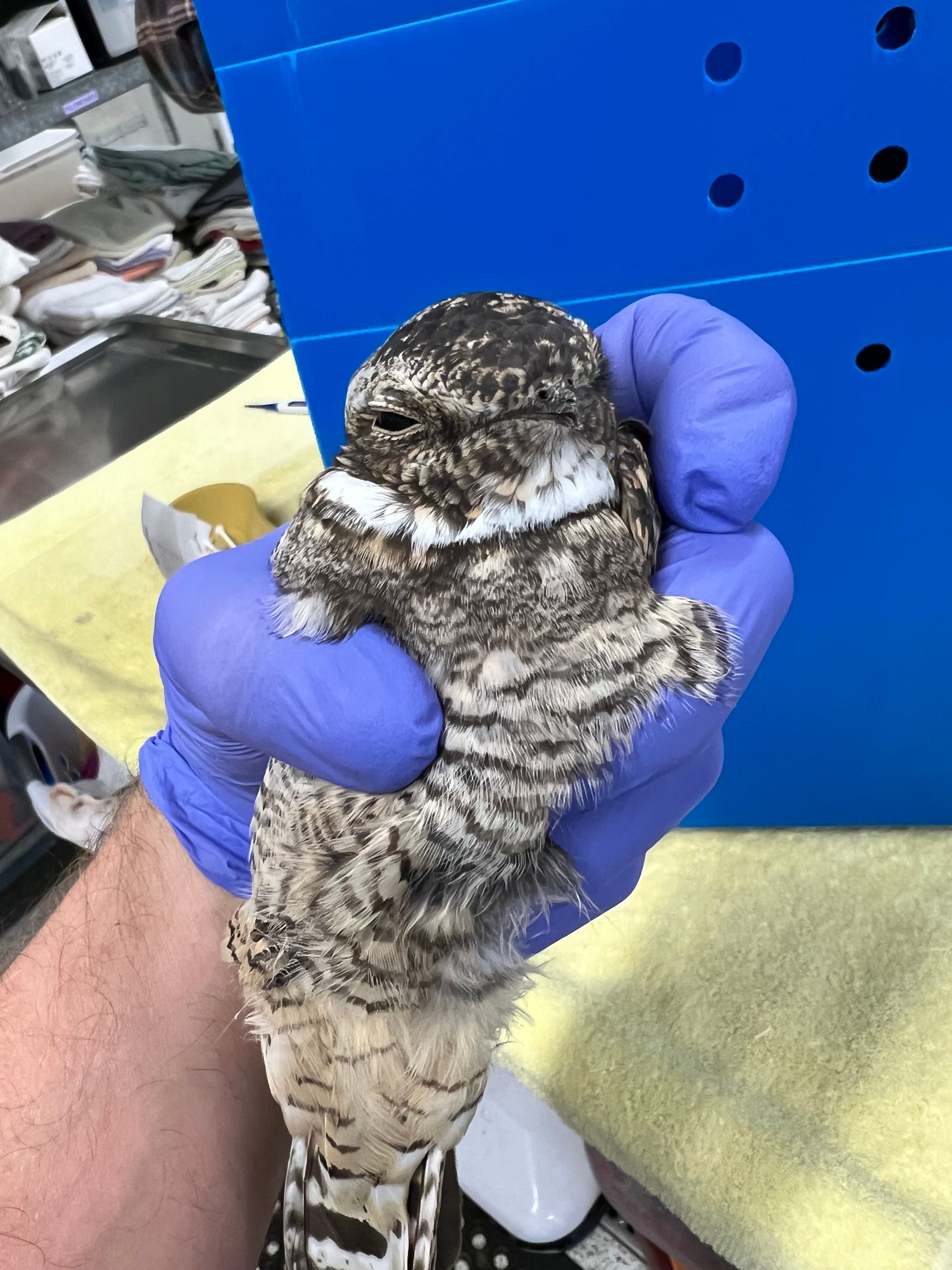 Gloved hands holding a lesser nighthawk