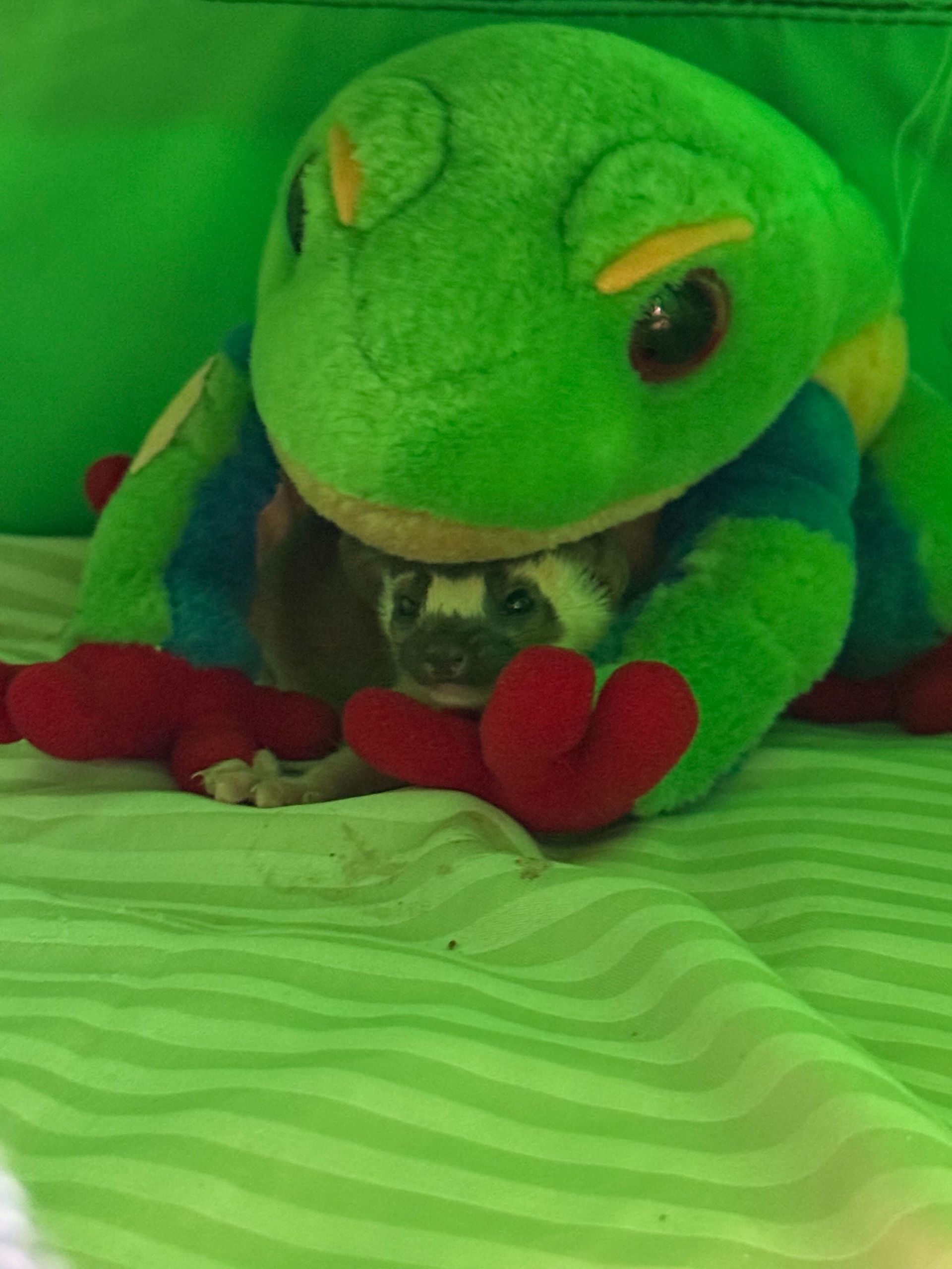 long tailed weasel under a Green plush frog toy