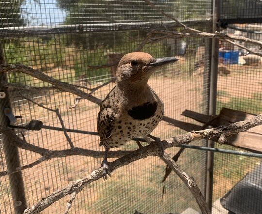 northern flicker