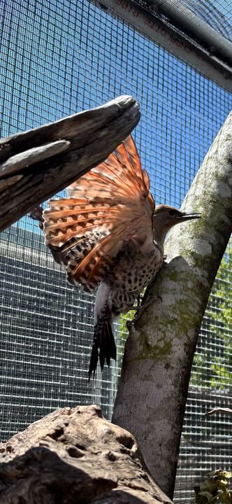 northern flicker