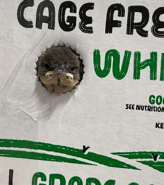 Small bird peeking through a hole
