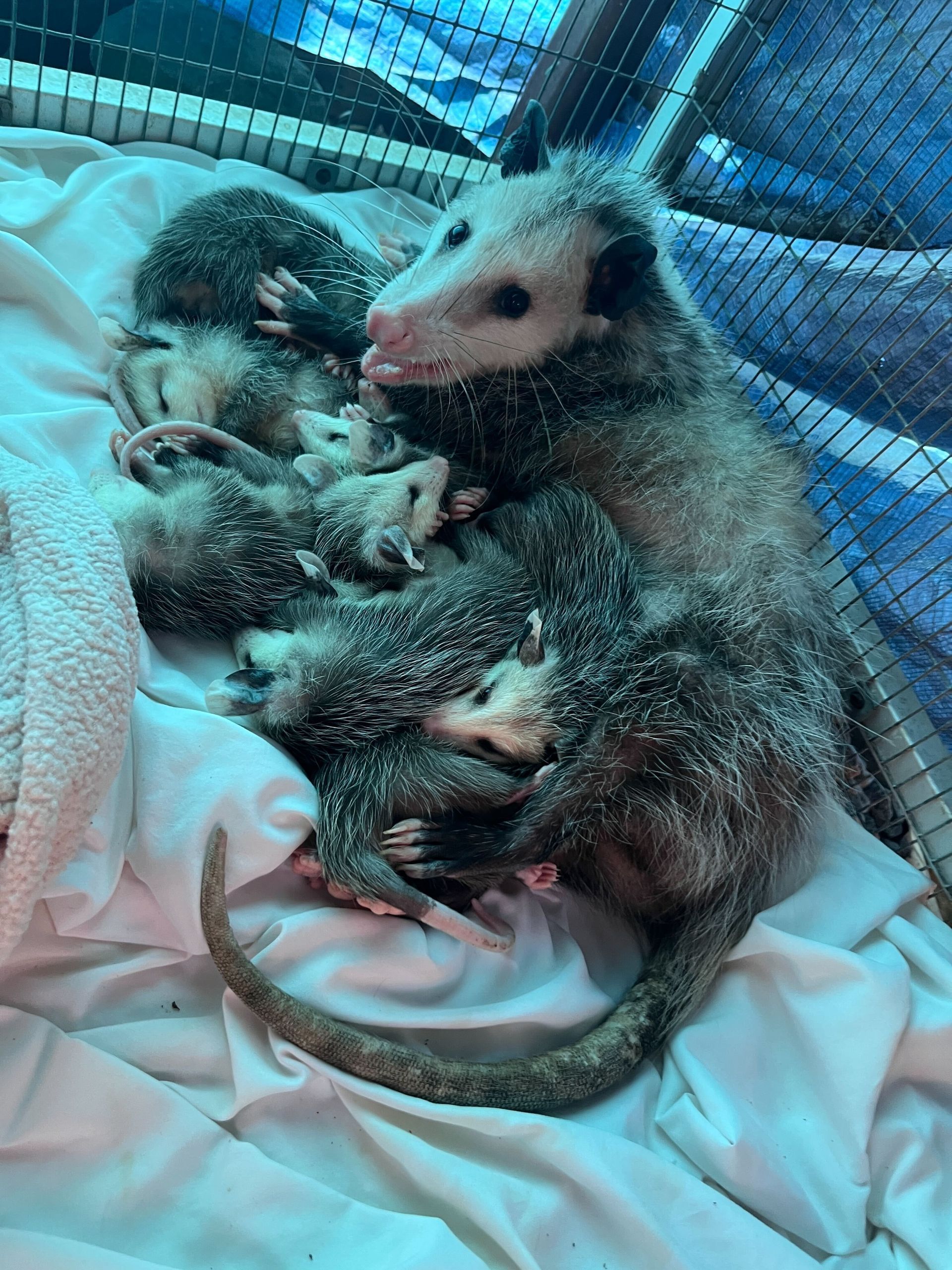 opossum
