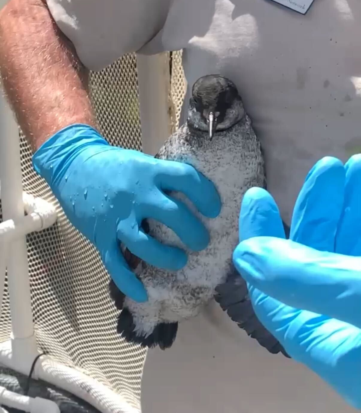 pigeon guillemot