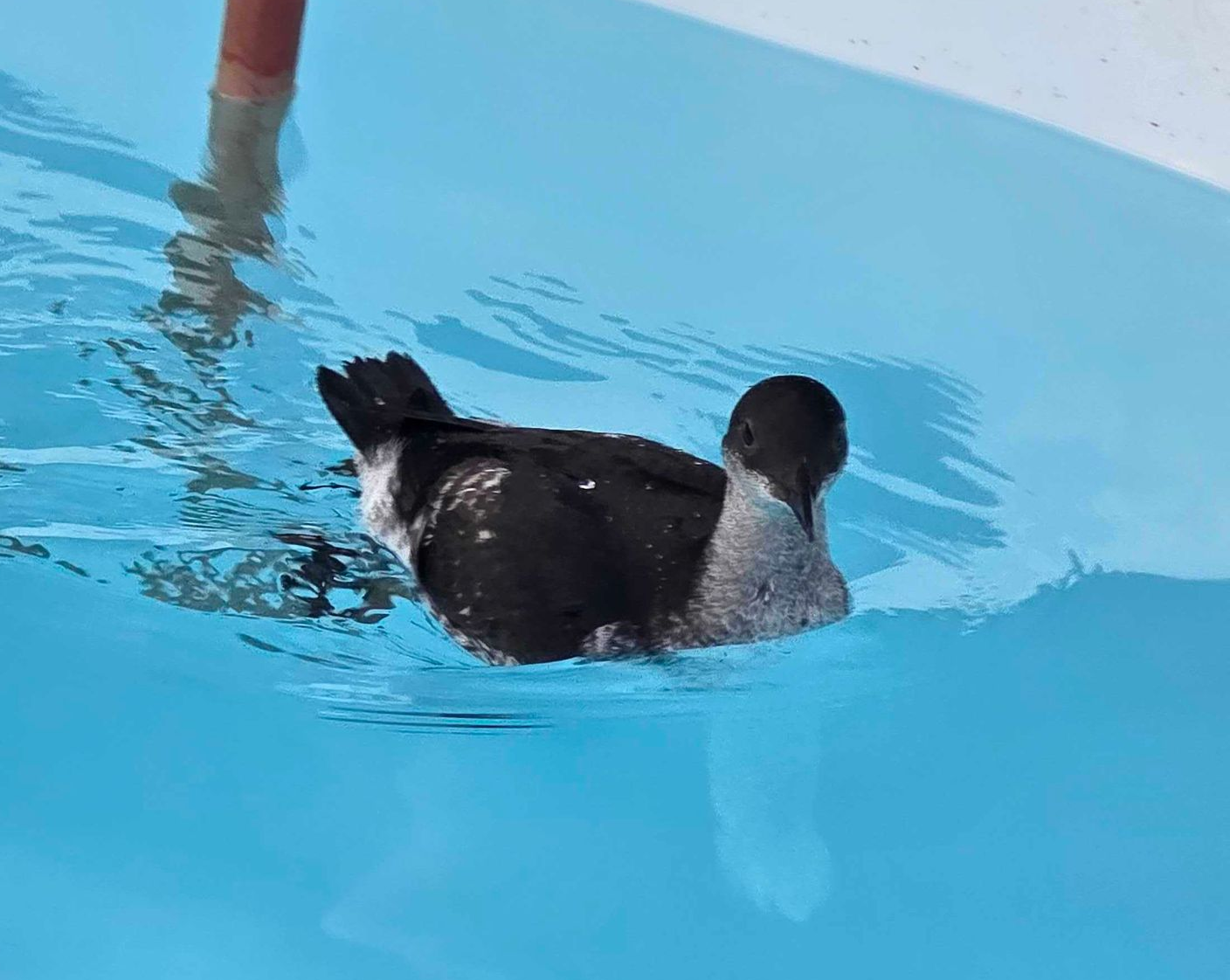 pigeon guillemot