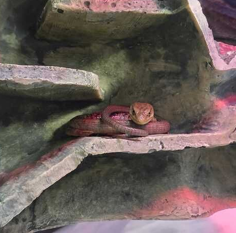 southern alligator lizard