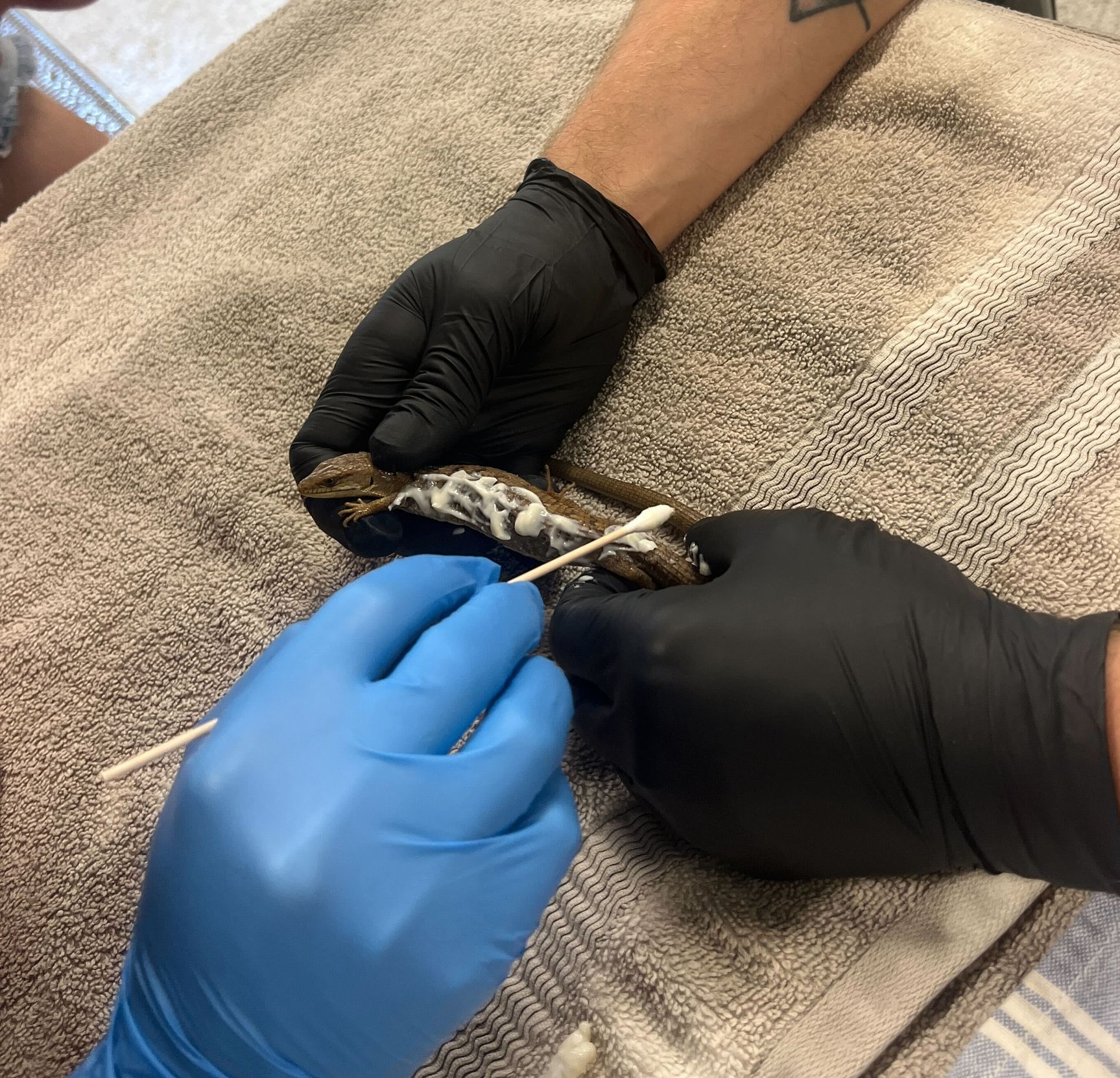 Gloved hands examining a southern alligator lizard