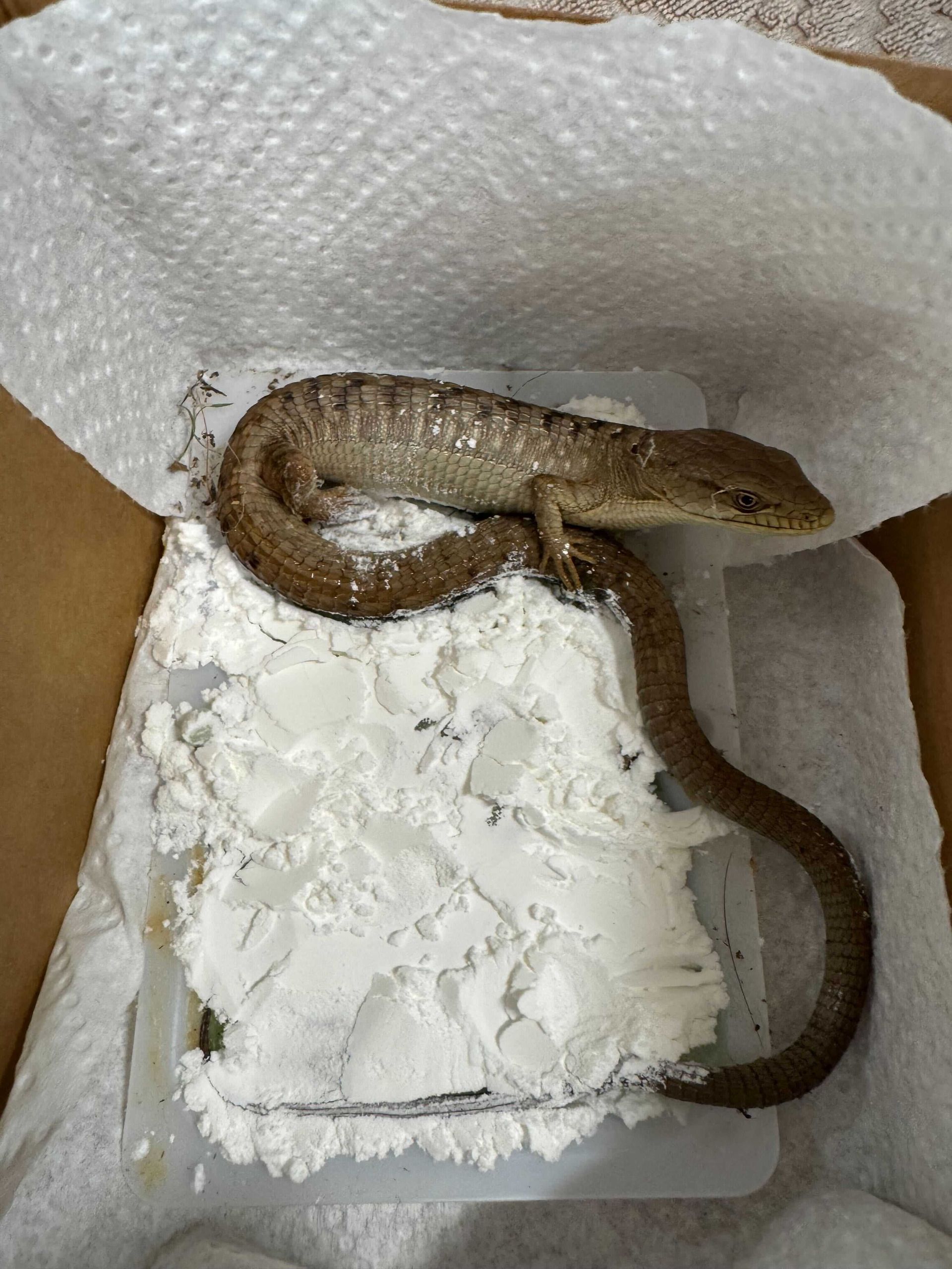 southern alligator lizard