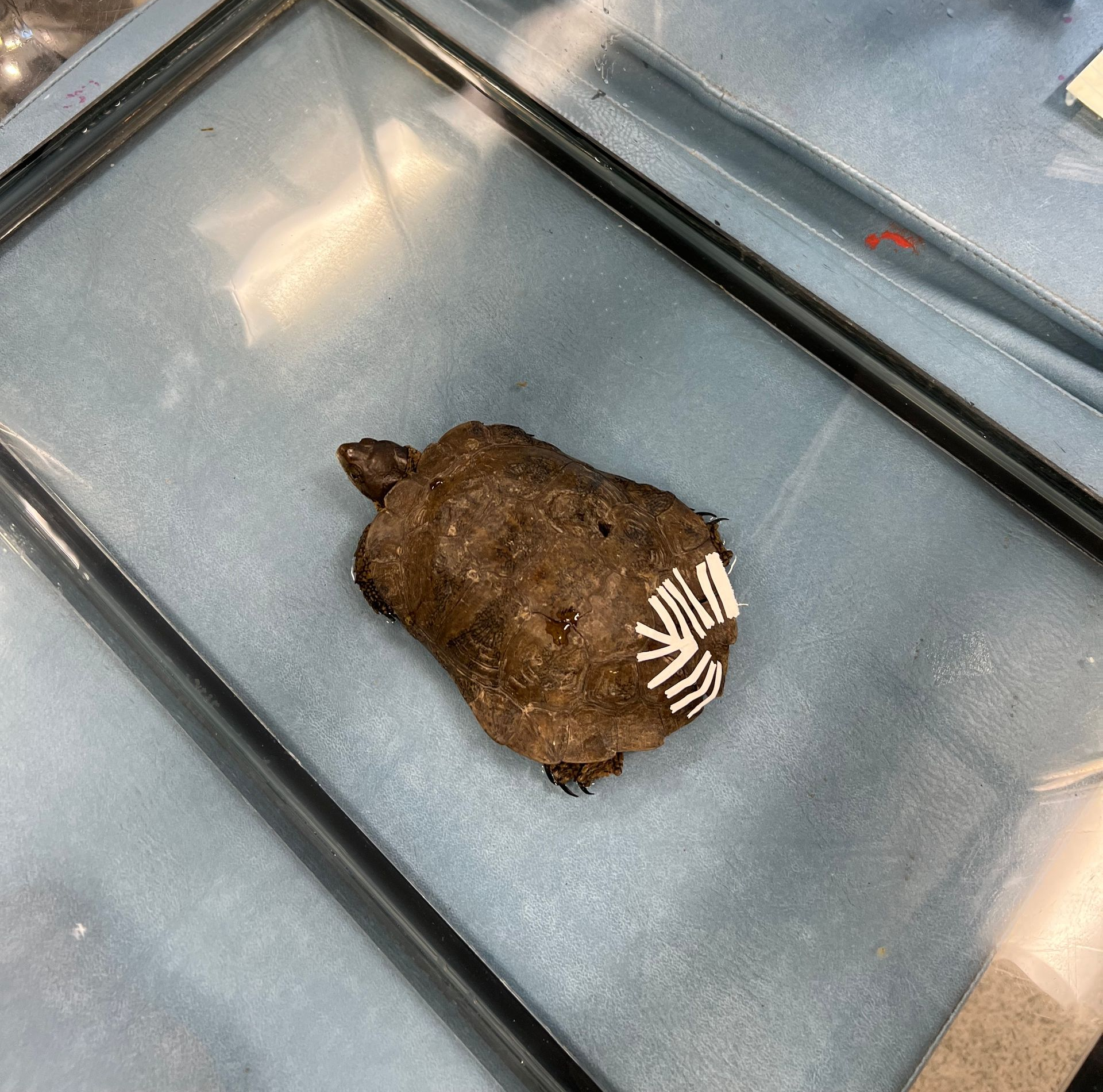 western pond turtle with shell stabilizing bandages