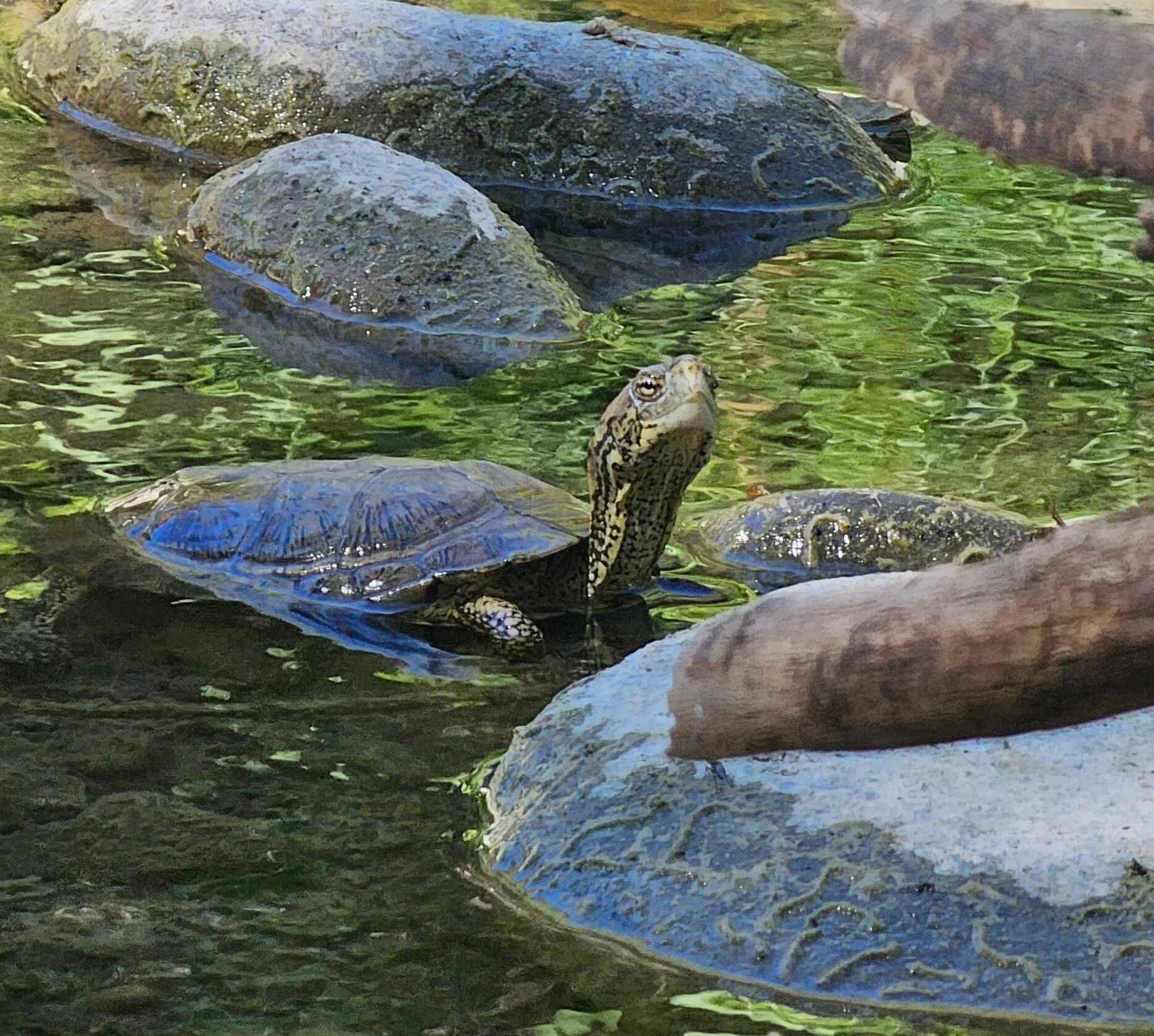 western pond turtle poking its head out of a stream with rocks