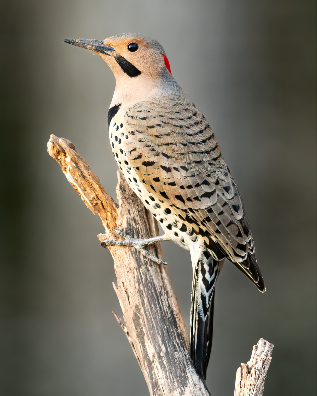 Northern flicker woodpecker perched on a weathered branch, facing left, with spotted tan plumage and black markings