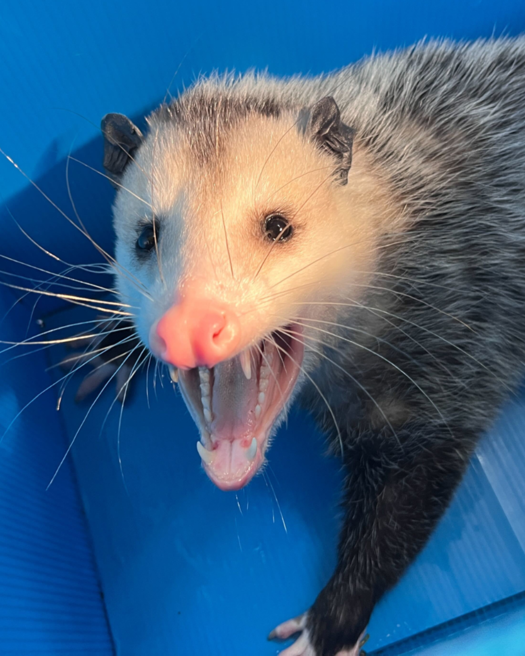 virginia opossum