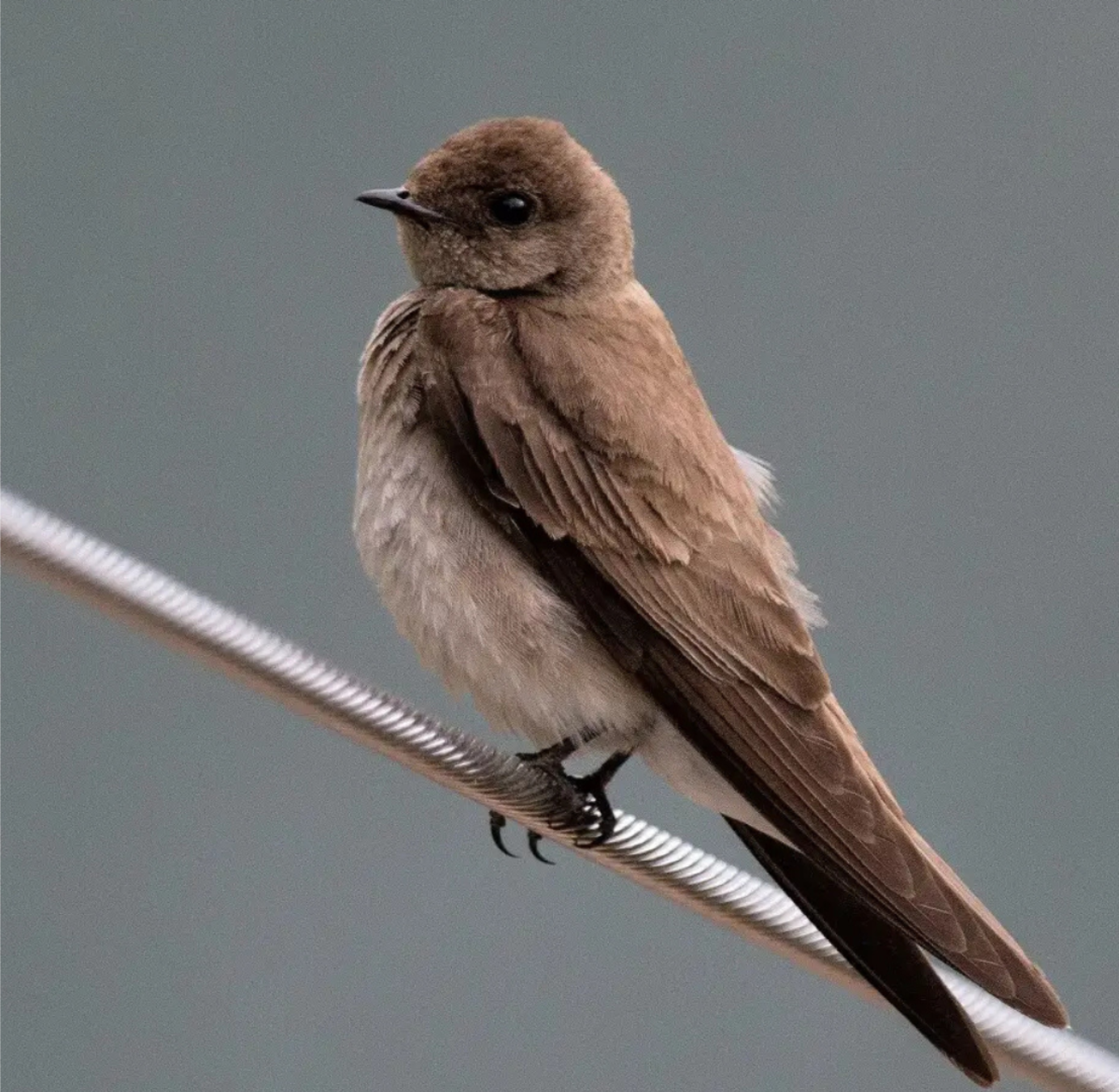 northern rough winged swallow