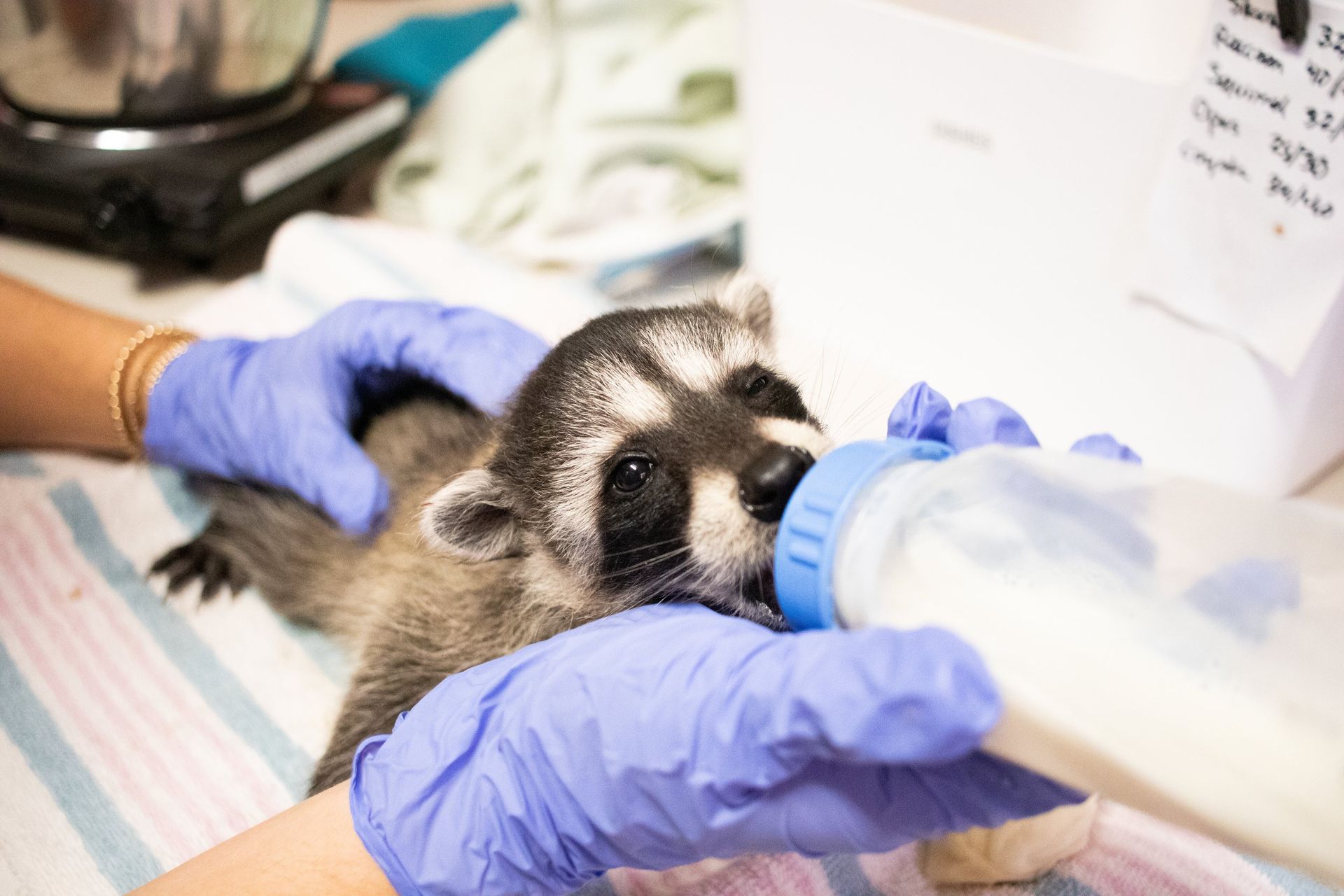 A person is feeding a baby raccoon from a bottle.