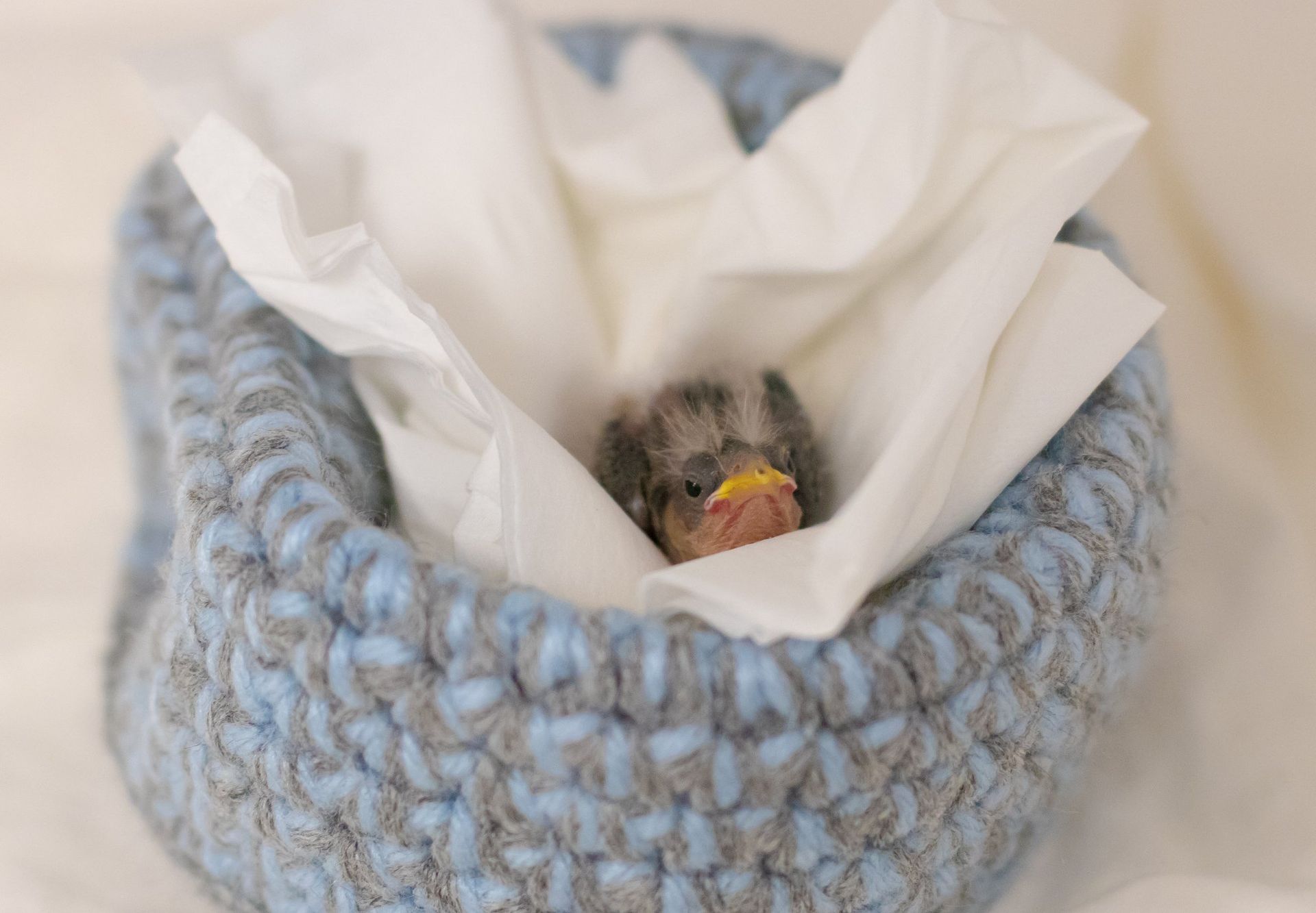 A small bird is sitting in a basket covered in tissue paper.