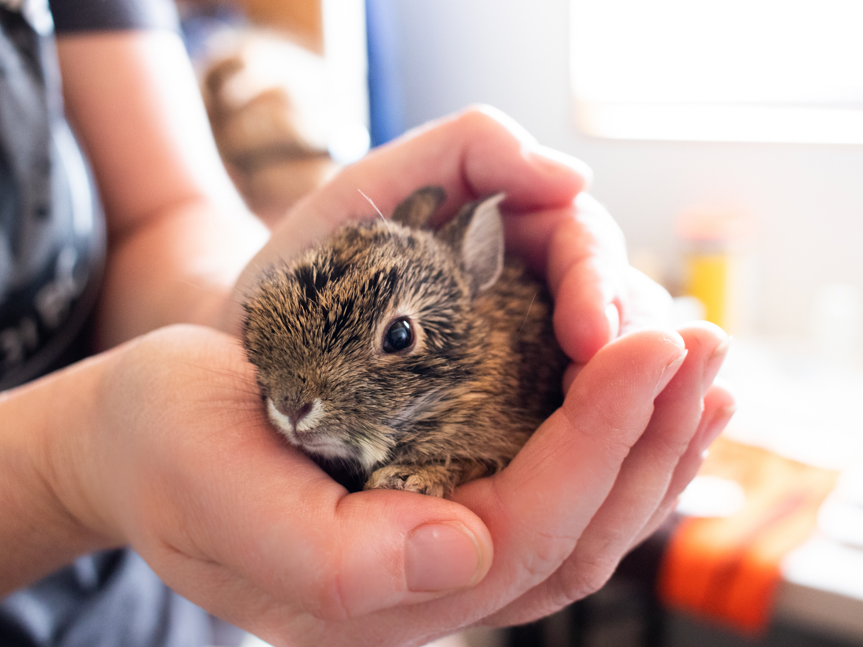 A person is holding a small rabbit in their hands.