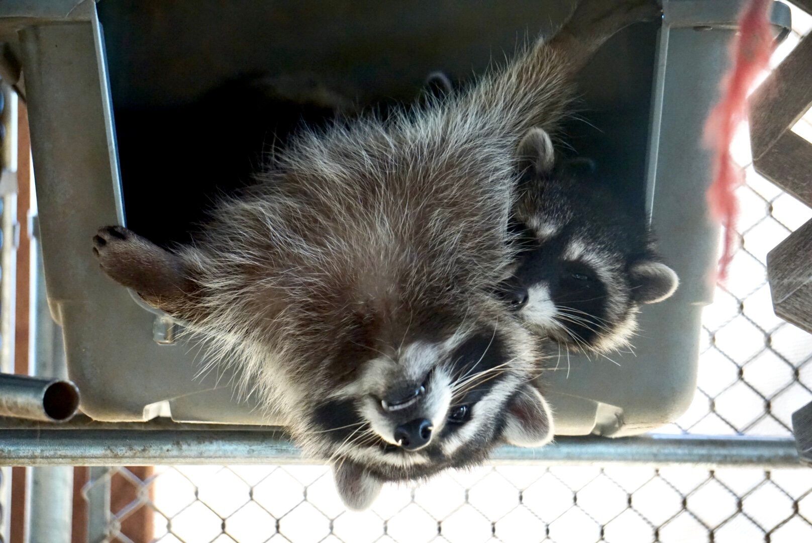 Two raccoons are laying on top of each other in a cage