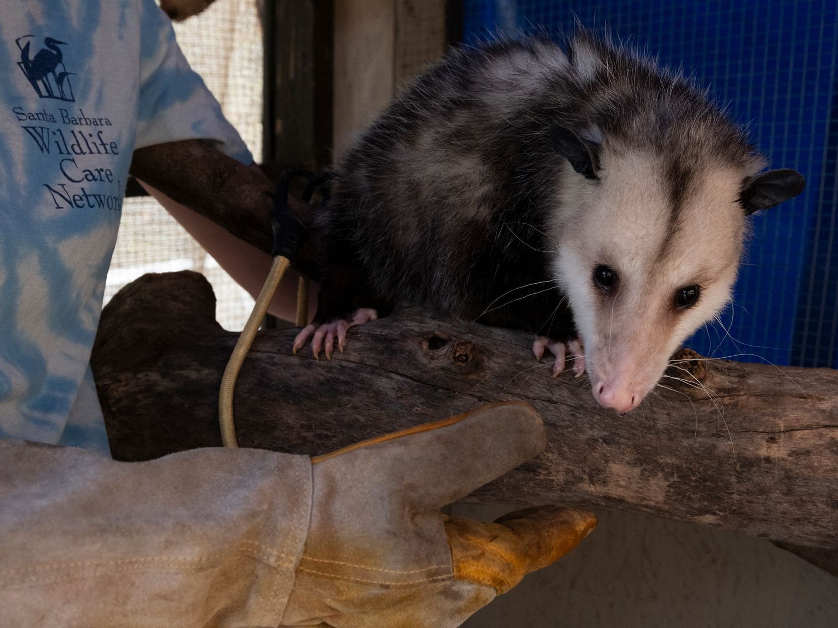 A person is holding an opossum on a tree branch