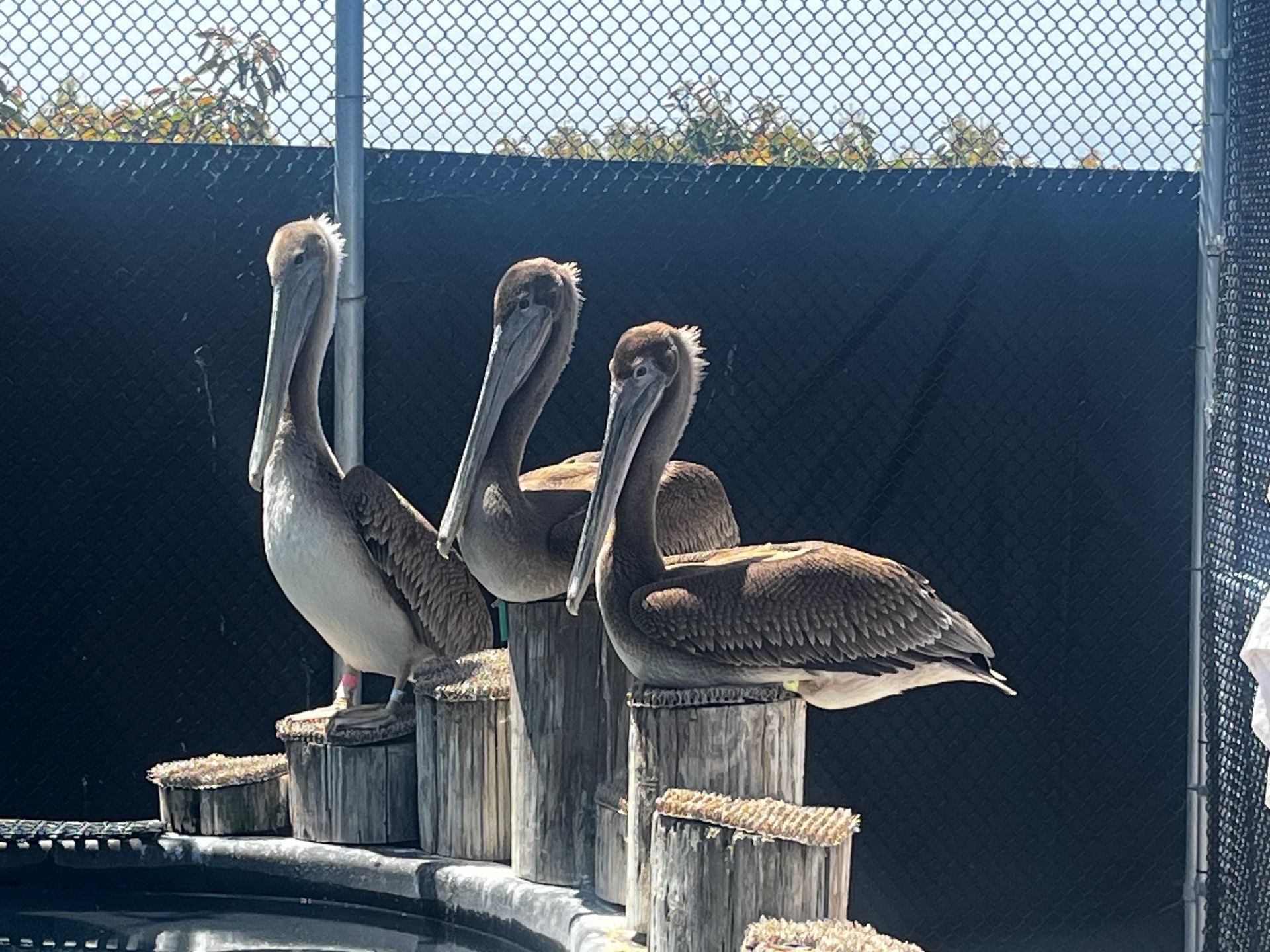 Three pelicans perched on wooden posts by a fence, with one standing near the water.