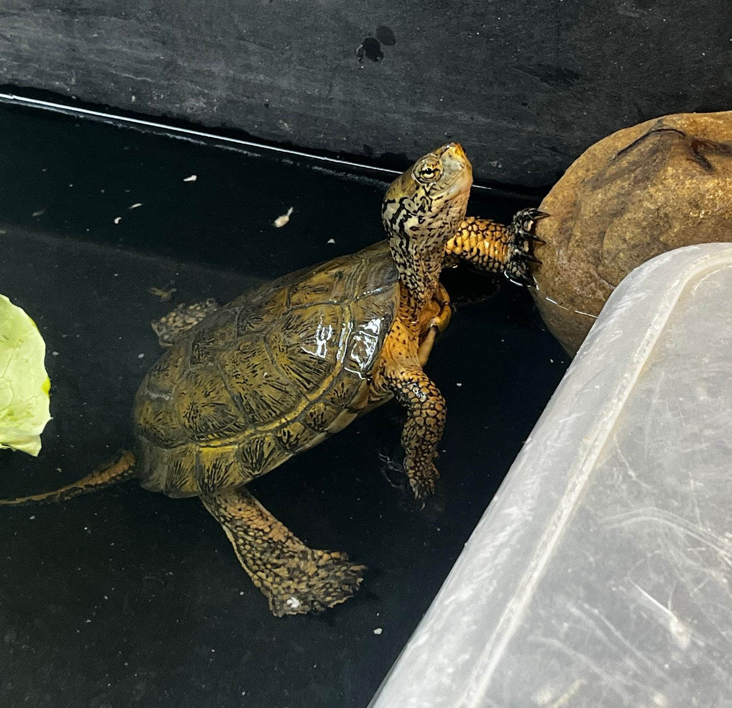 western pond turtle in a tank