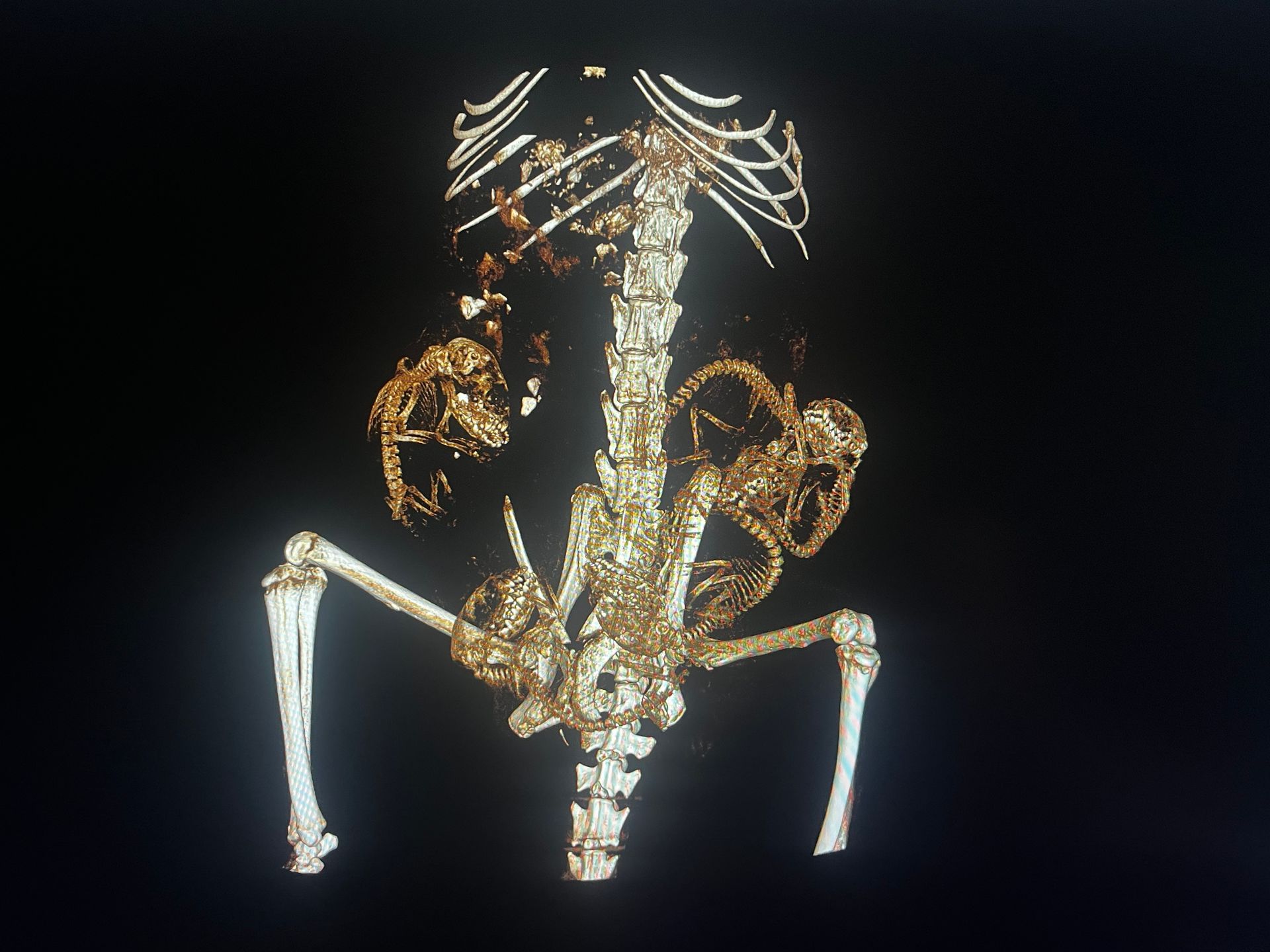 CT image of a virginia opossum