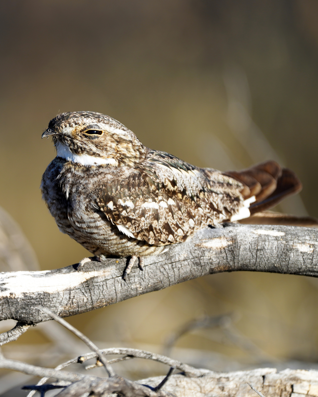 lesser nighthawk