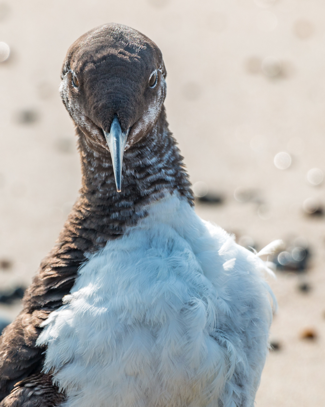 pigeon guillemot